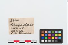 Etiketten zu Bronzering (NHMW-PRAE-024016)